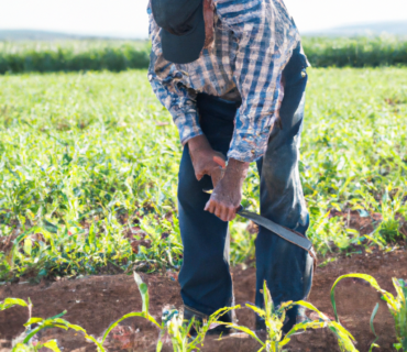 Essential Equipment and Fertilizers: Preparing for the Planting Season in Murcia with Organic Farming