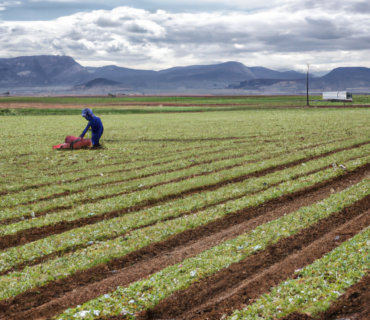 The Role of Fertilizers and Organic Farming in the Adaptation of Murcia's Agriculture to the Mediterranean Climate