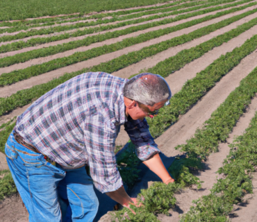 Avanzando hacia la Sostenibilidad: Mejores Prácticas y Biofertilizantes para la Agricultura Ecológica en el Sureste Español