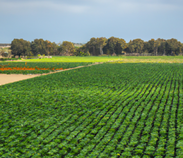 Innovations et avancées dans l'approvisionnement agricole à Murcie : de l'utilisation d'engrais à l'agriculture biologique et aux biofertilisants