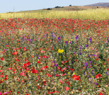 Transformando el Campo Murciano: Fertilizantes, Biofertilizantes y Productos para Agricultura en la Era de la Agricultura de Precisión y Ecológica