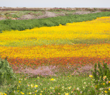 Impulsando la Agricultura Ecológica en Murcia: El Papel Transformador de los Fertilizantes y Biofertilizantes Ecológicos